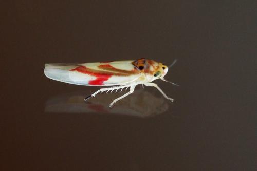 Zygina lunaris